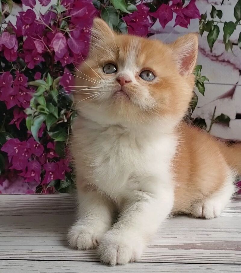Unique British Shorthair male red bicolour - live animals