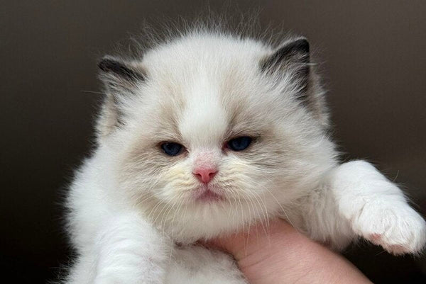 Ramen Ragdoll male black bicolour - live animals