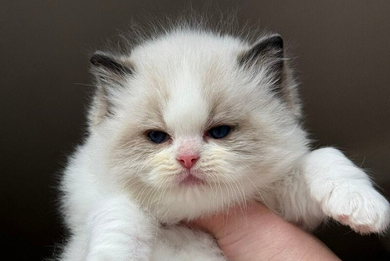 Ramen Ragdoll male black bicolour - live animals