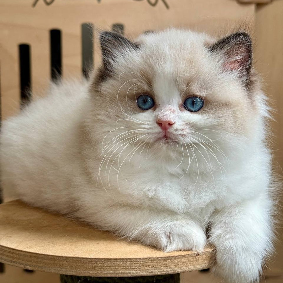 Mafin Ragdoll male, black bicolour
