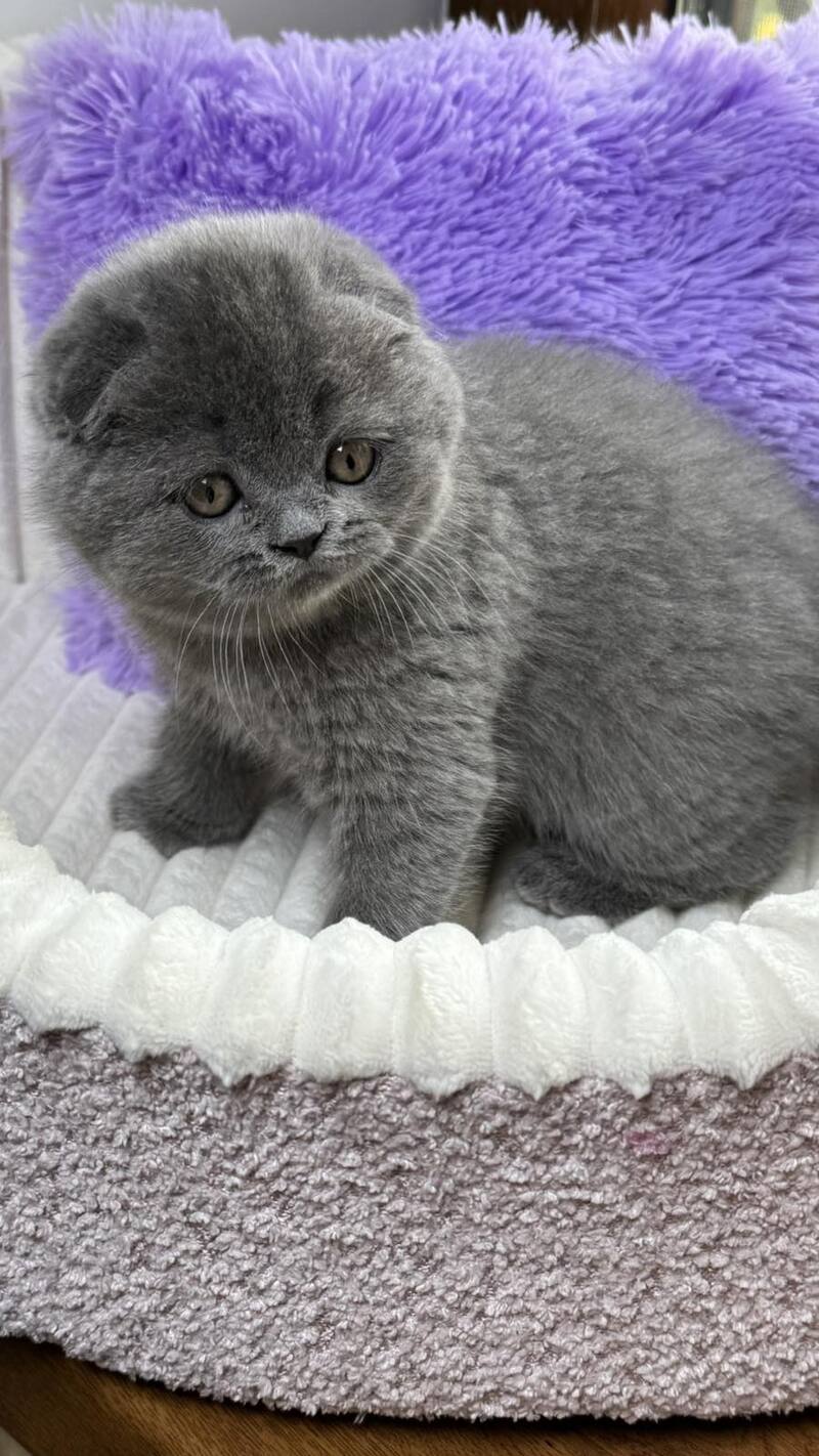 Bonnie Scottish Fold female, blue
