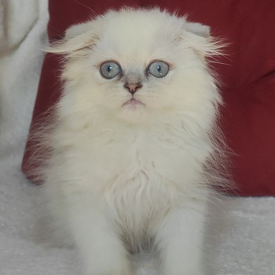 Xavier Scottish Fold male, blue silver ticked tabby