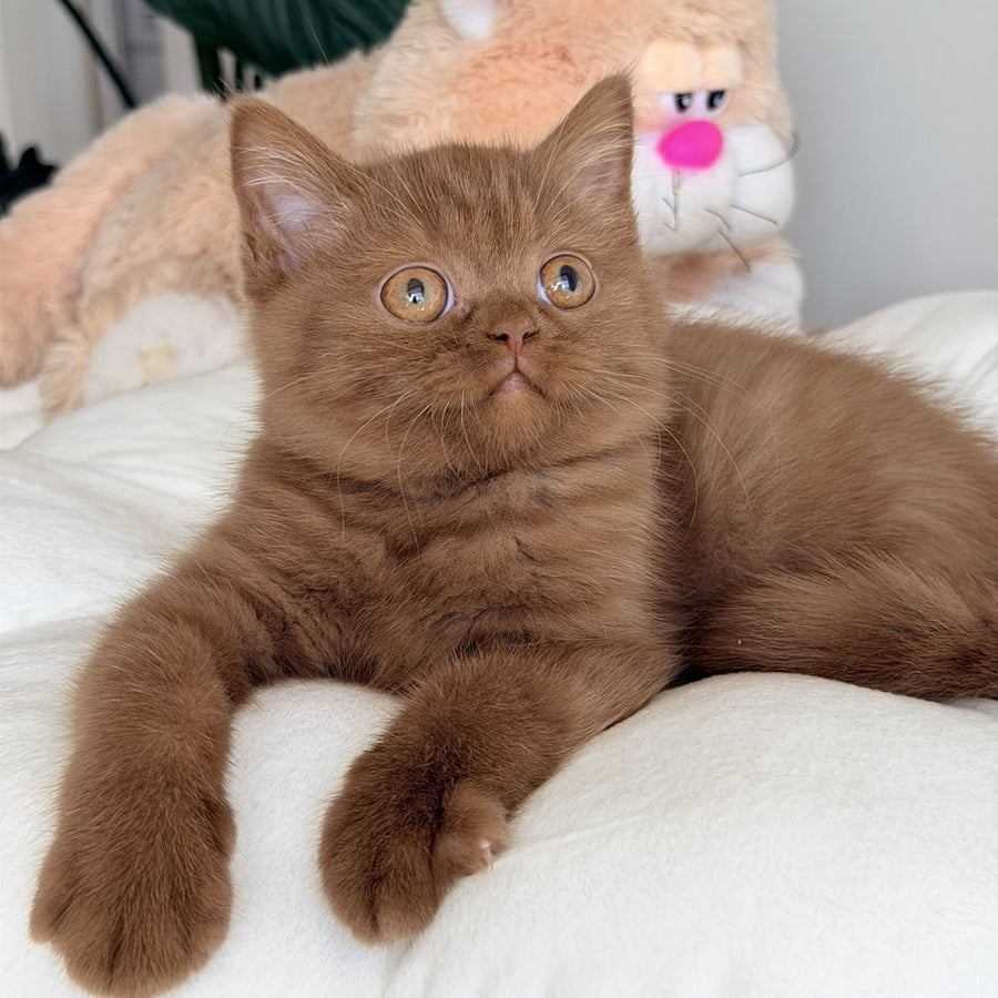 Shelbi British Shorthair female, cinnamon