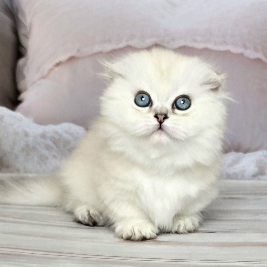 Sapphire Munchkin female, black silver shaded pointed