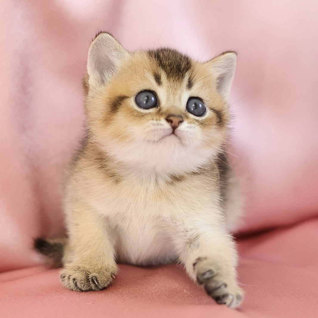 Ekler Scottish Straight male, black golden ticked tabby