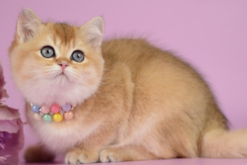 Vesta British Shorthair female black golden shaded - live animals