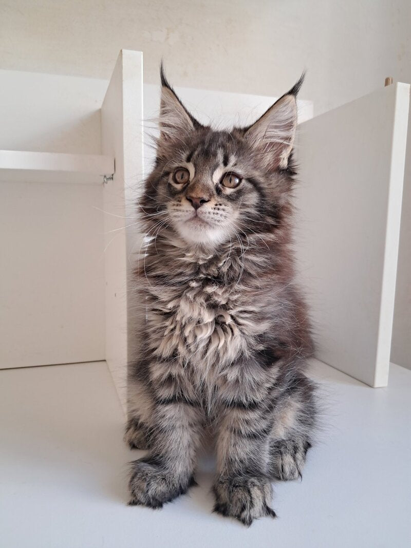X-Adel Maine Coon female, black tabby