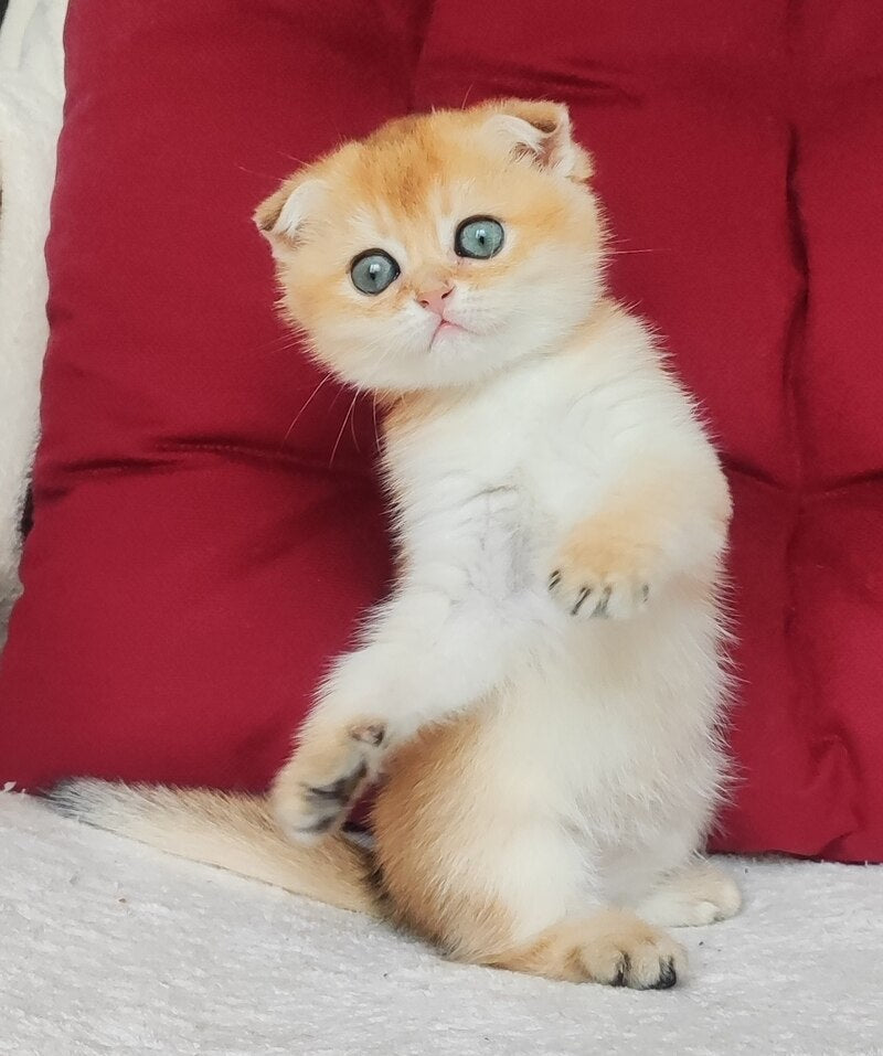 Viva Scottish Fold female, black golden shaded