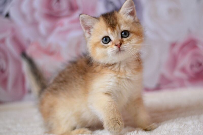 Filip British Shorthair male, black golden ticked tabby