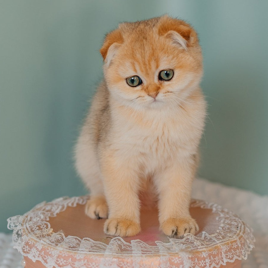 Feride Scottish Fold female, black golden shaded
