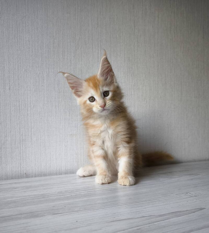 Dark Maine Coon male, red silver tabby