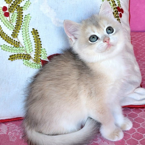 Adel British Shorthair female, blue golden chinchilla