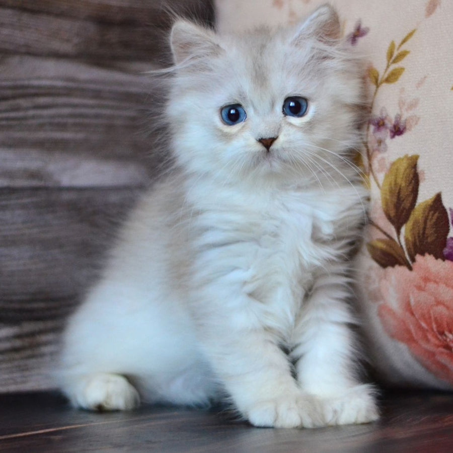 Harley British Longhair male, blue silver shaded