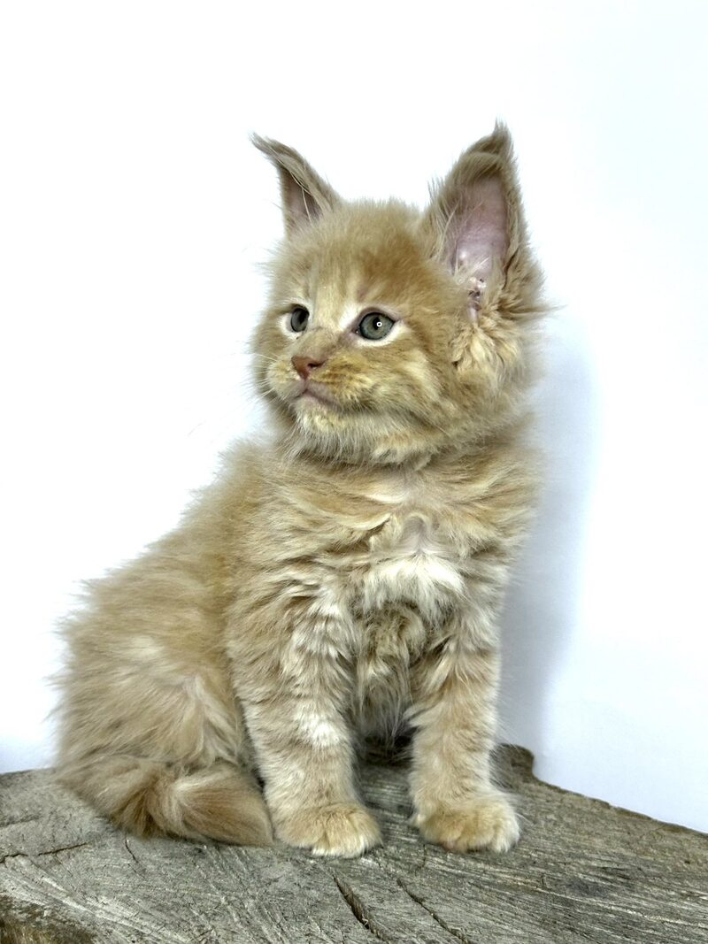 Jovani Maine Coon male cream - live animals