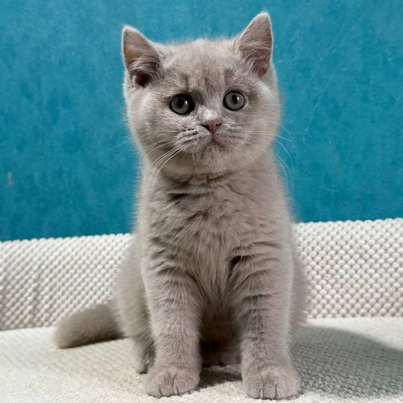Bonya British Shorthair female, fawn