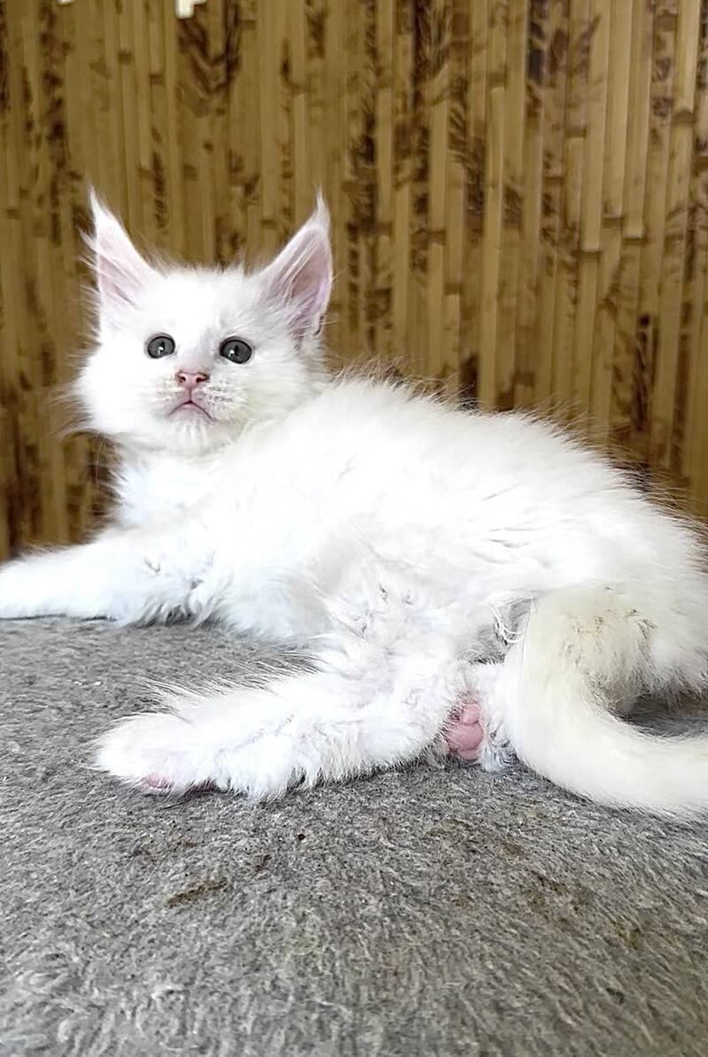 Ustin Maine Coon male, white