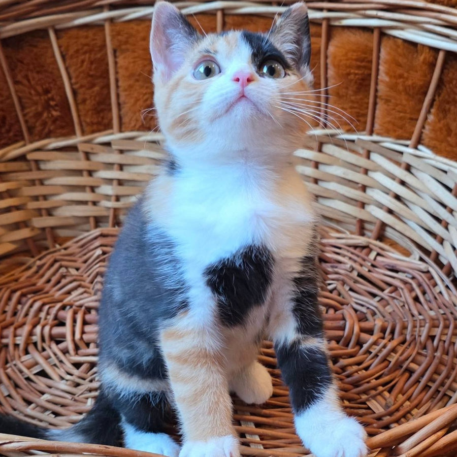 Barva British Shorthair female, black tortie bicolour