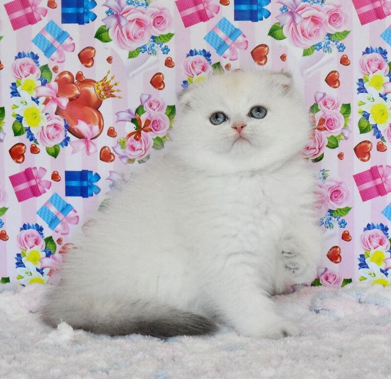 Umka Scottish Fold male, blue golden shaded