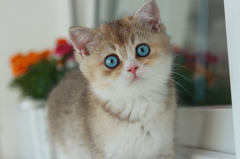 Chase British Shorthair male, black golden ticked tabby with white