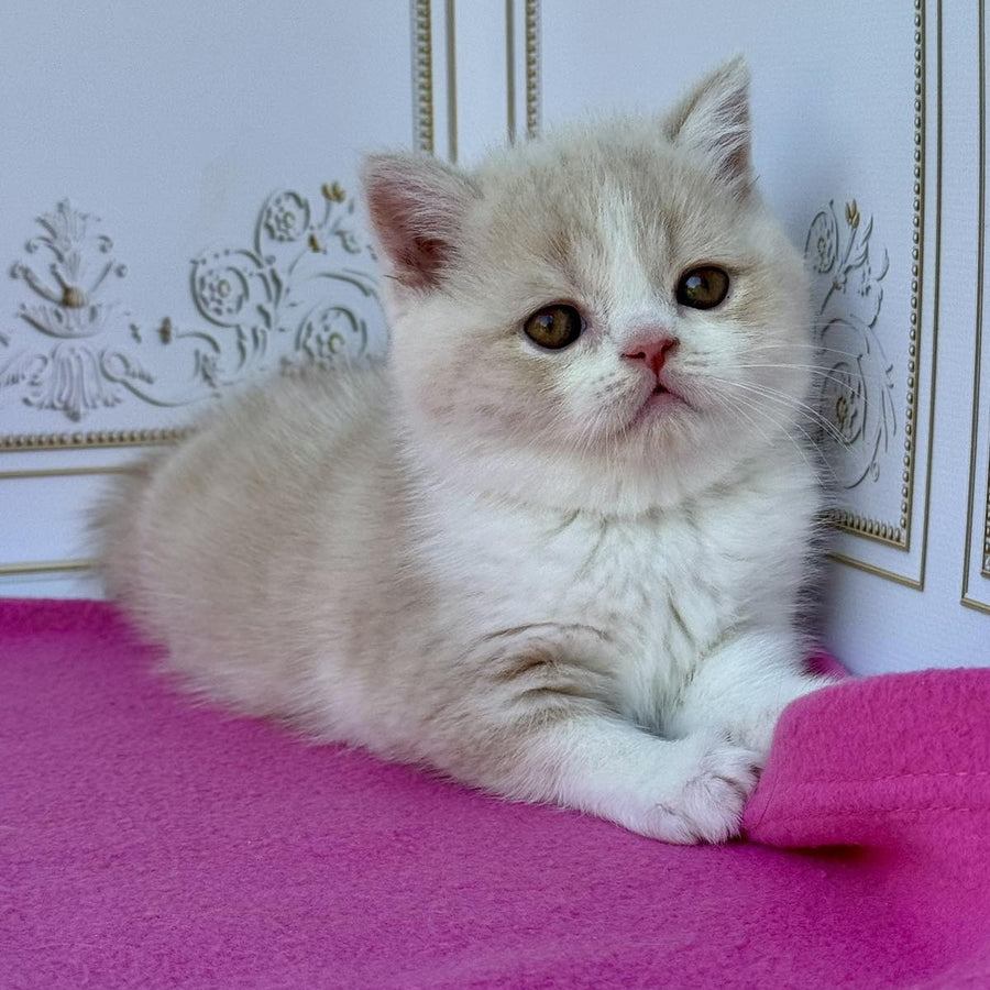 Vinny Scottish Straight male, cream bicolour