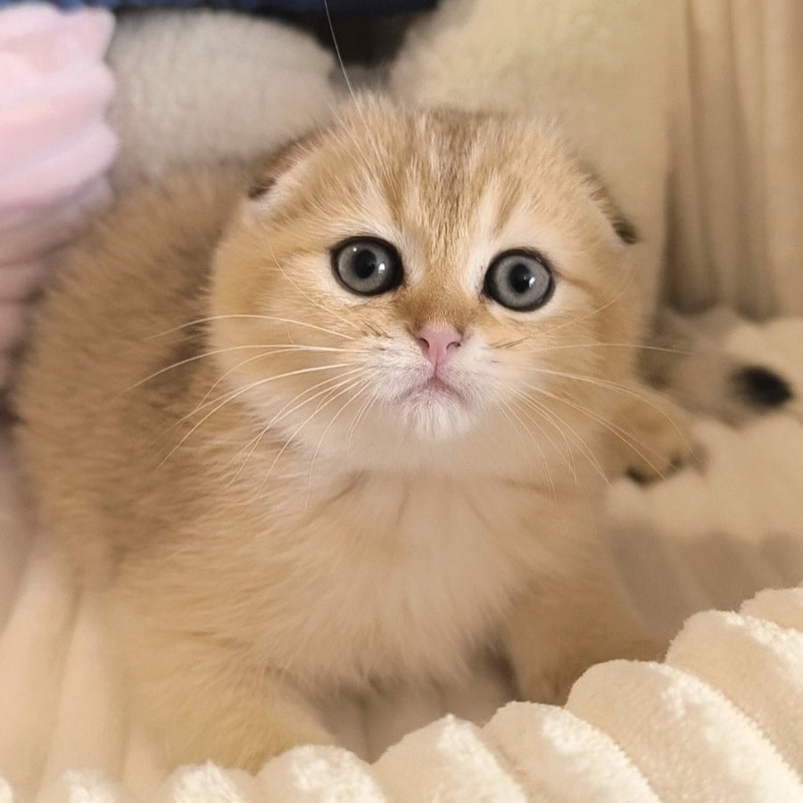 Marik Scottish Fold male, black golden ticked tabby