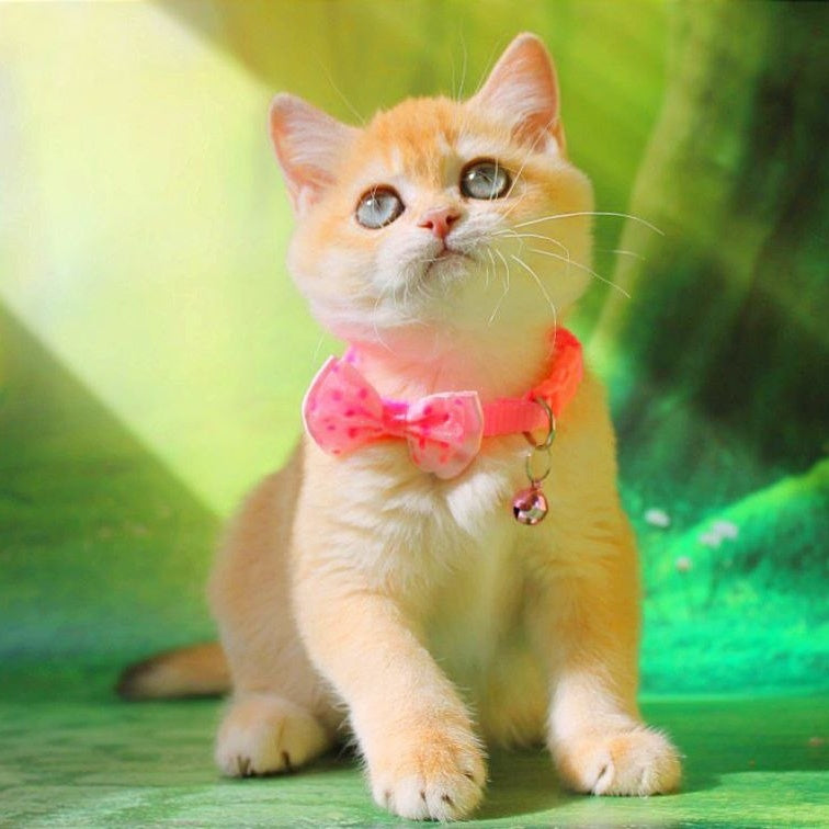 Kelly British Shorthair female, chocolate golden chinchilla
