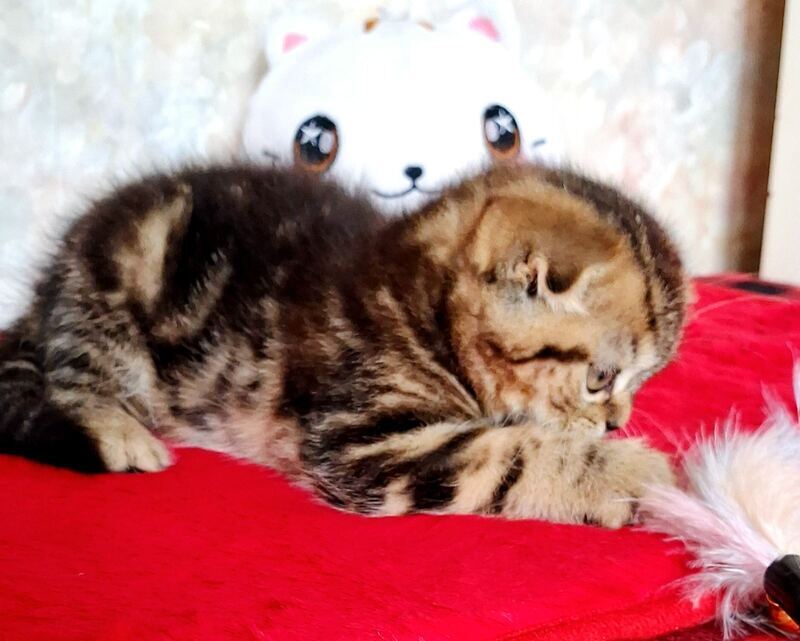 Shakira Scottish Fold female, black tabby