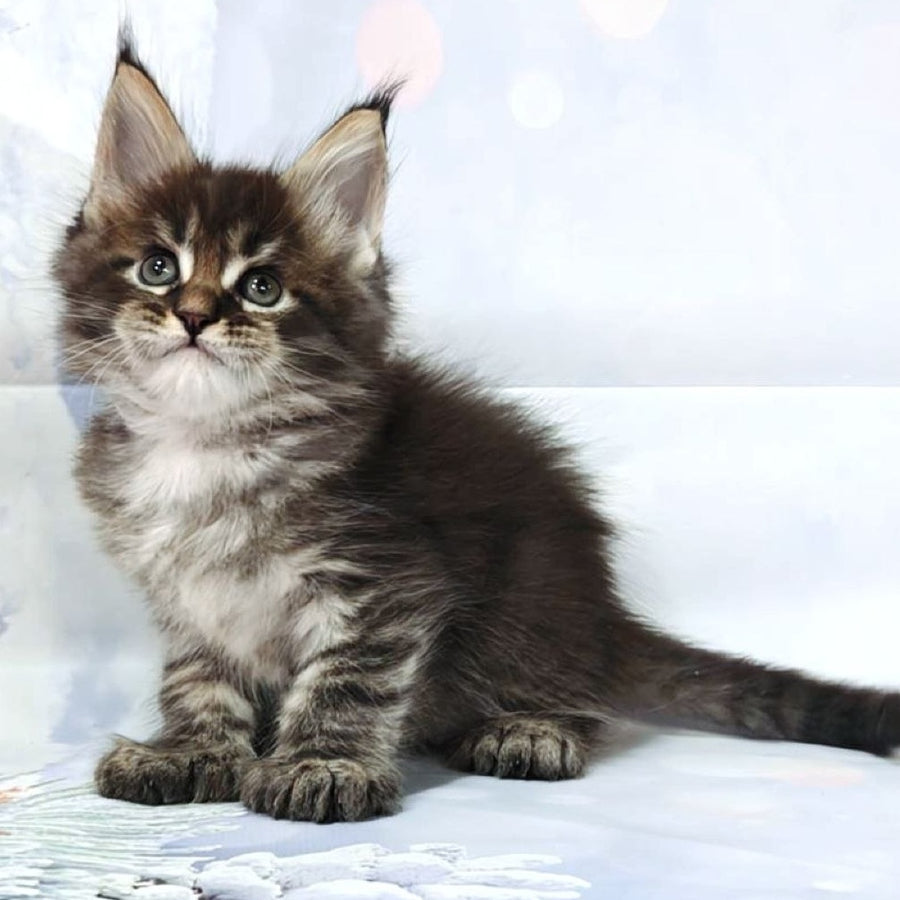 Teddy Maine Coon polydactyl 6x6x6x6 male, black tabby