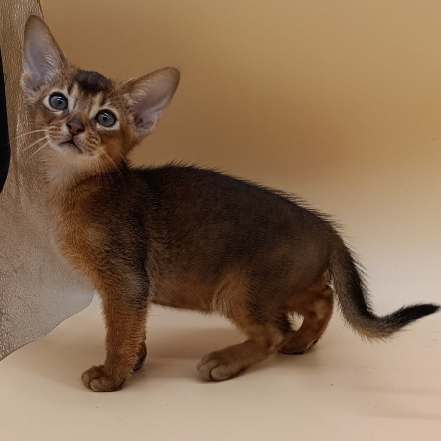 Mikkel Abyssinian male, ruddy