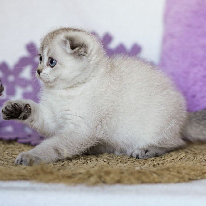 Unabi Scottish Fold female, black ticked tabby pointed
