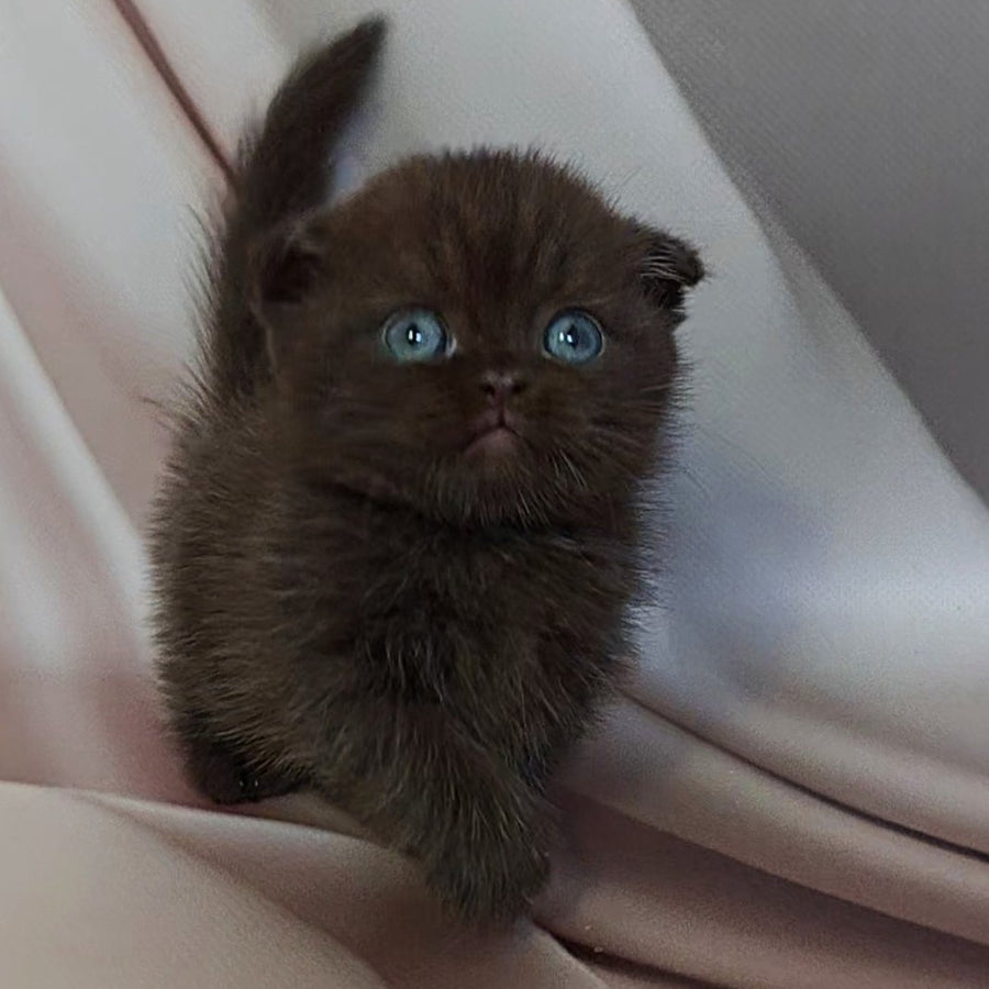 Atlas Munchkin male, black