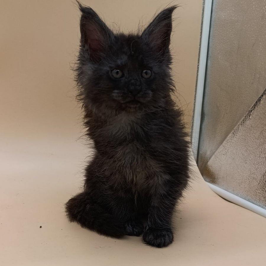 Odin Maine Coon male, black silver