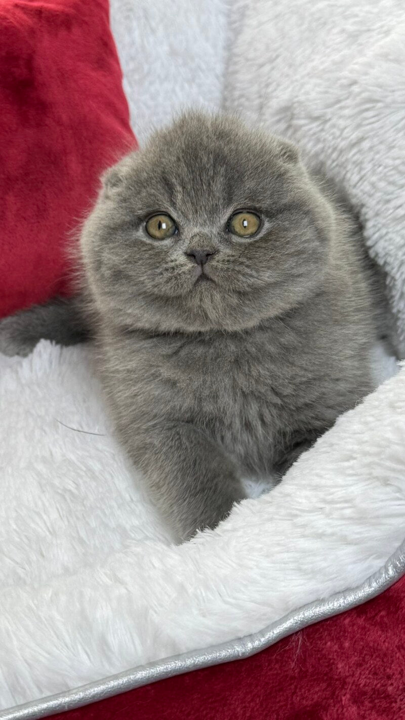 Benny Scottish Fold male, blue