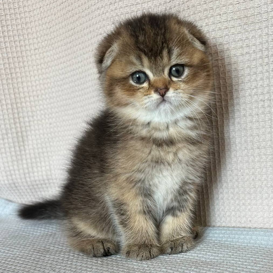 Olivia Scottish Fold female, black golden ticked tabby