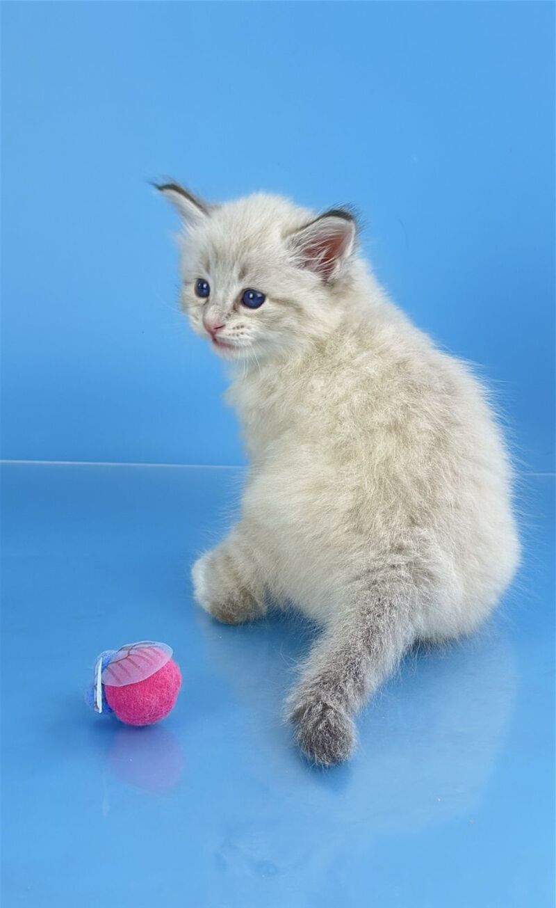 Winston Siberian male seal tabby pointed with white - live animals