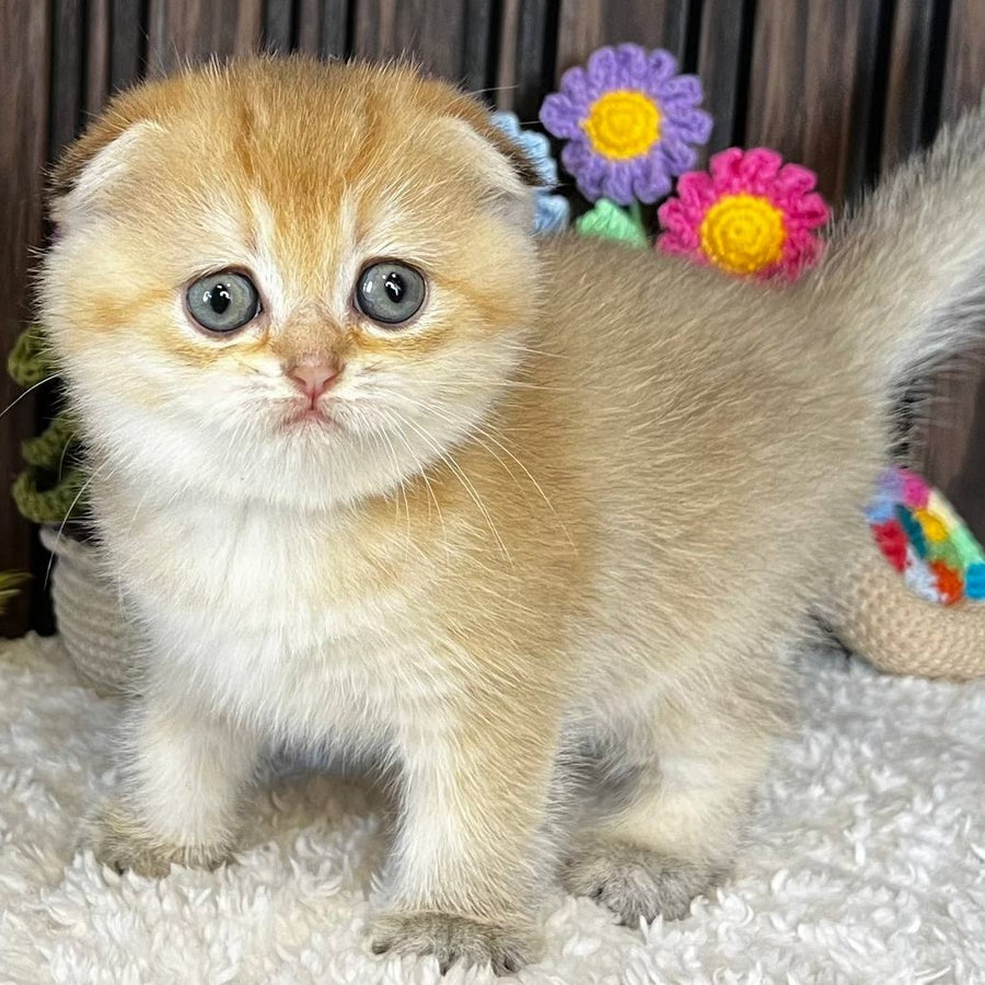 Mirabel Scottish Fold female, black golden chinchilla