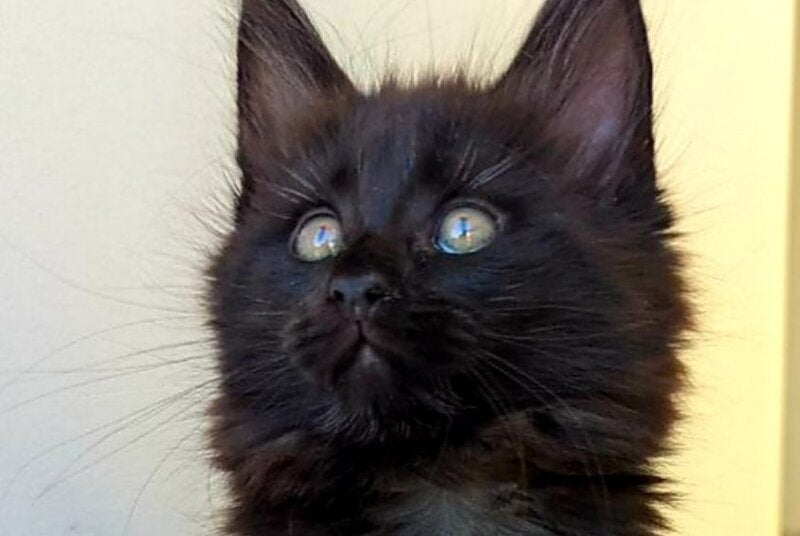 Cher Maine Coon female, black
