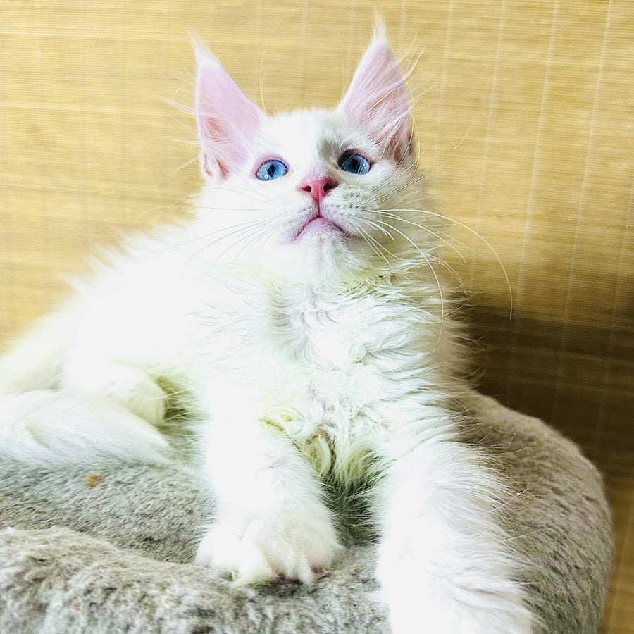 Melissa Maine Coon female, white