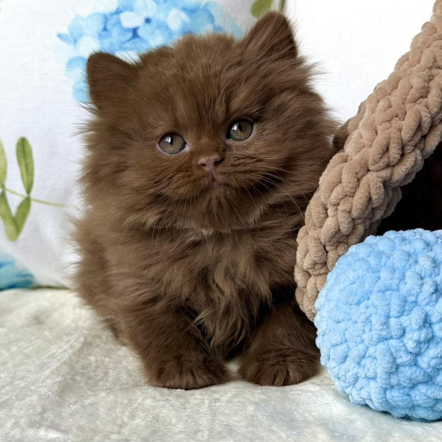 Amira British Longhair female, cinnamon