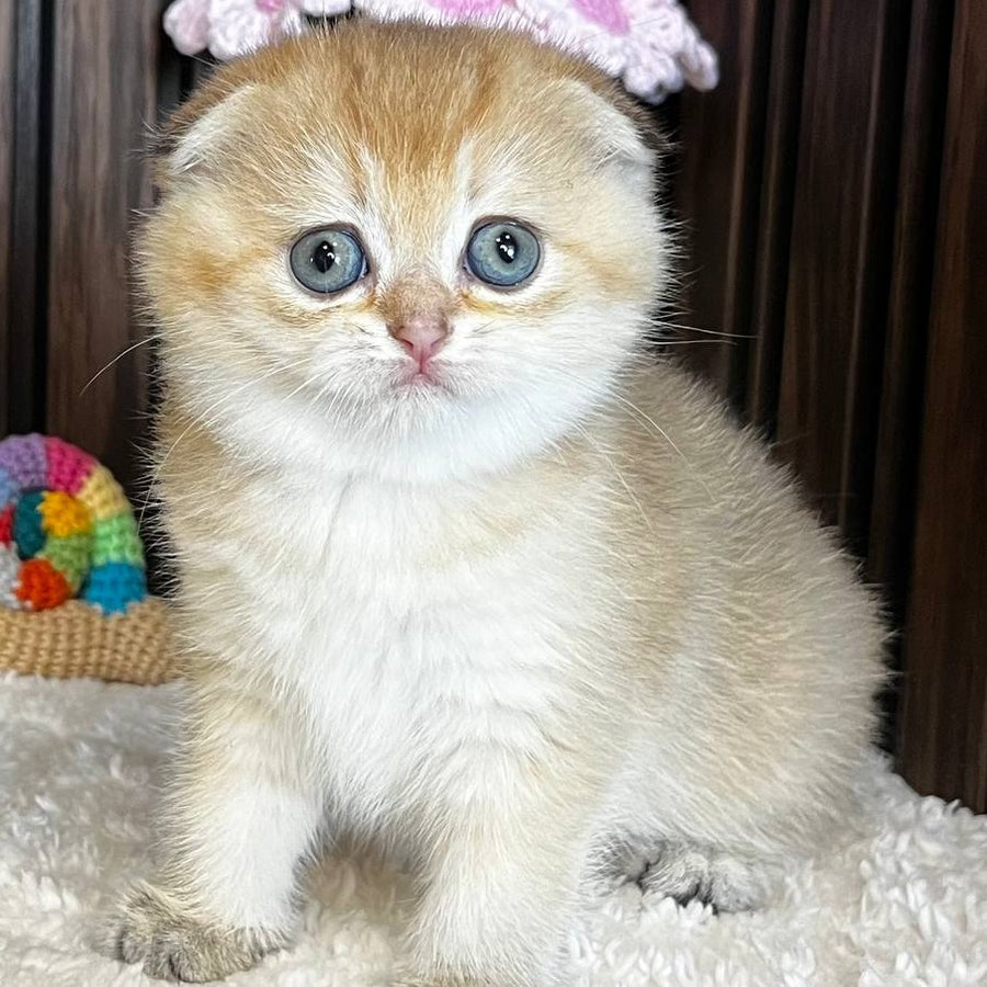 Mirabel Scottish Fold female, black golden chinchilla