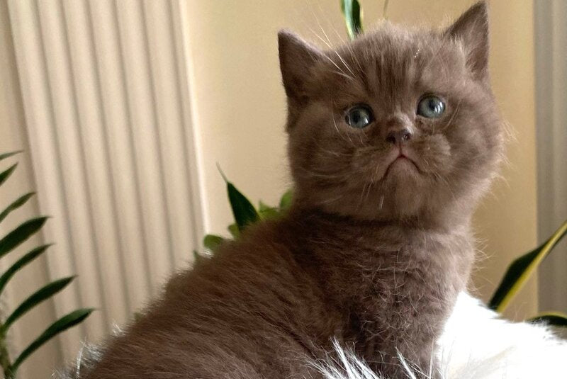 Zefir British Shorthair male chocolate - live animals