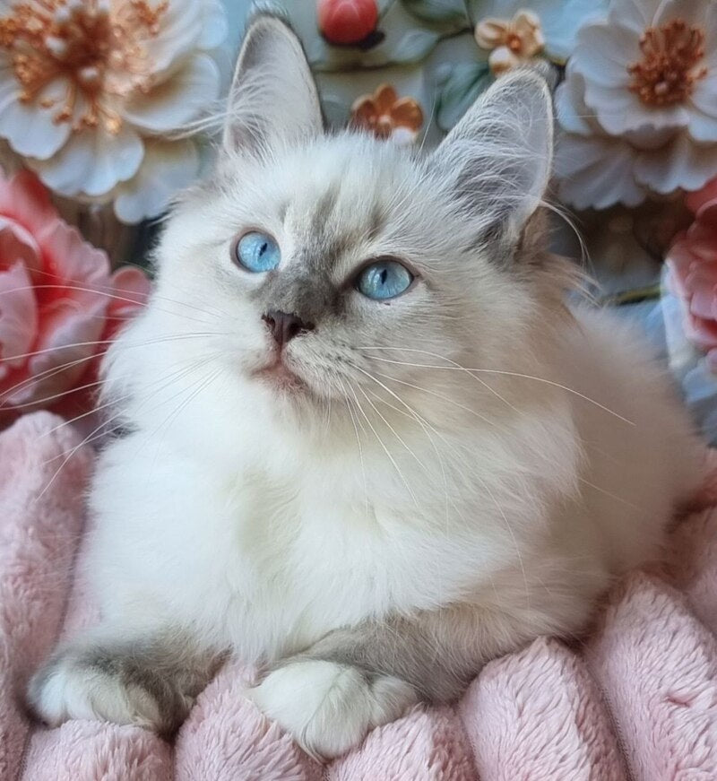Pearl Siberian female, blue tabby pointed with white