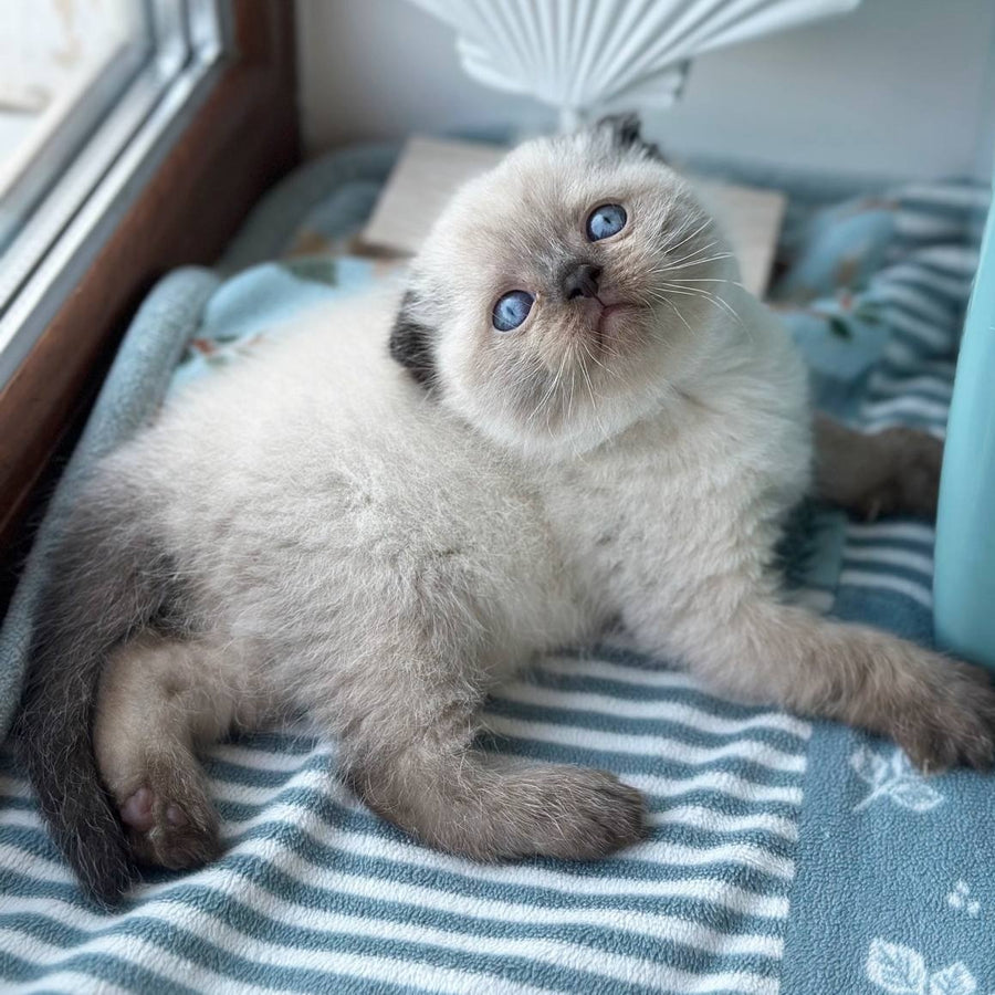Mira Scottish Fold female, black pointed