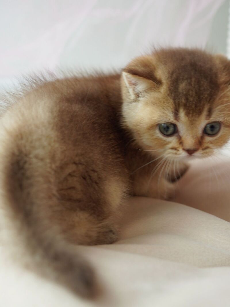 Ruby British Shorthair female, chocolate ticked tabby