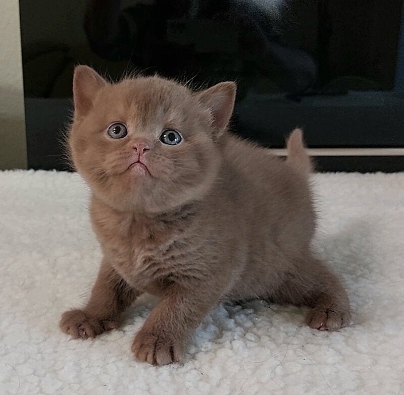 Grace British Shorthair female cinnamon - live animals