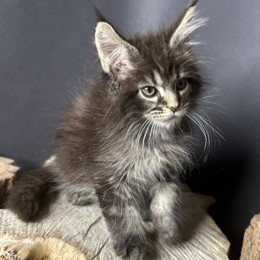 Sandra Maine Coon female, black silver ticked tabby
