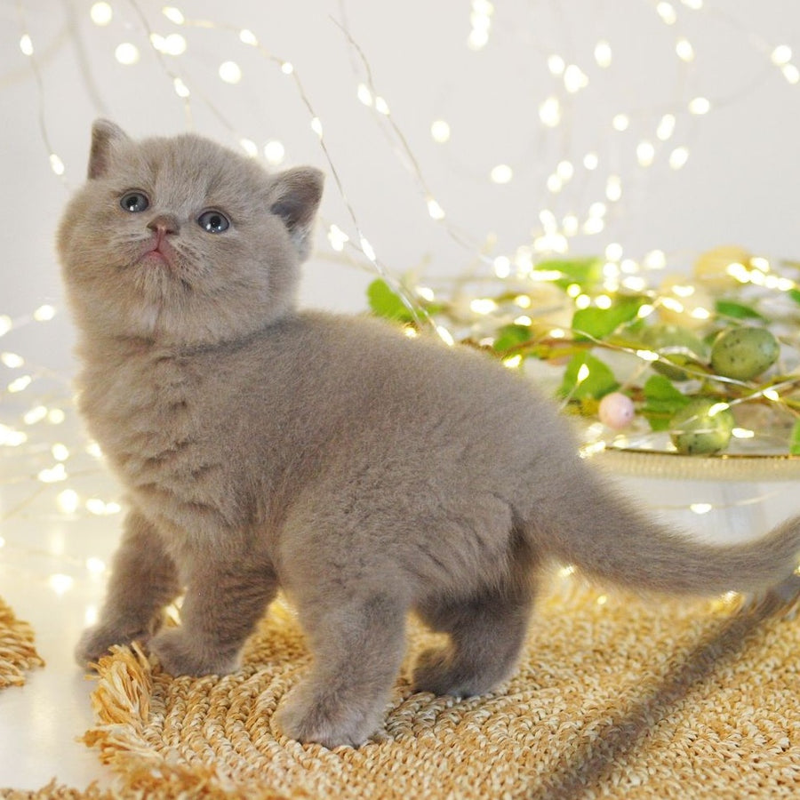 Perl British Shorthair female, lilac