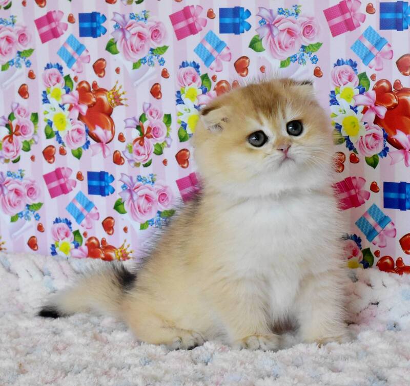 Ulyasha Scottish Fold female, black golden shaded