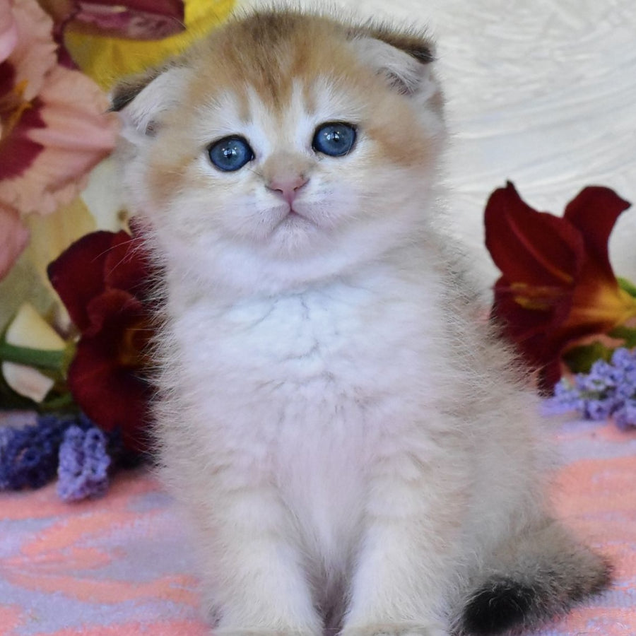 Ecler Scottish Fold male, black golden shaded