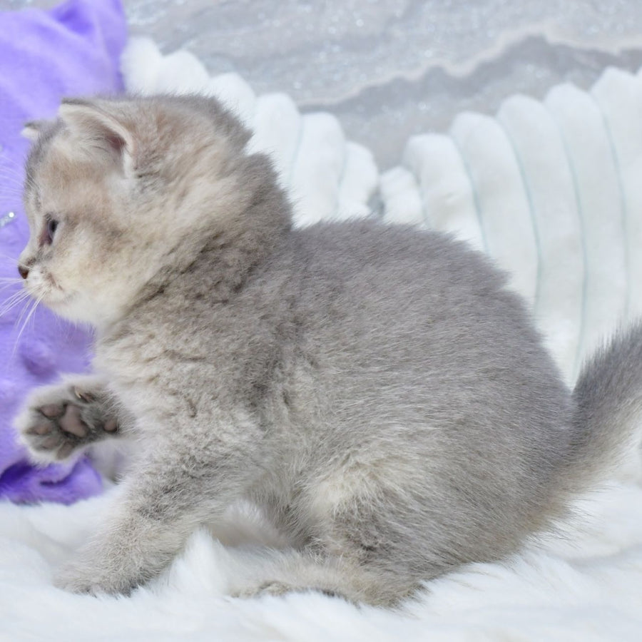 Kokos British Shorthair male, blue ticked tabby